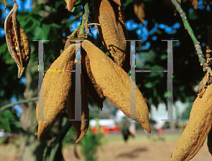 Picture of Brachychiton acerifolius 