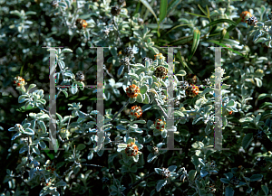 Picture of Buddleia marrubifolia 