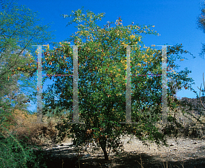 Picture of Haematoxylon brasiletto 