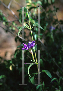 Picture of Ruellia californica 