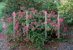 Picture of Lagerstroemia indica 'Houston'