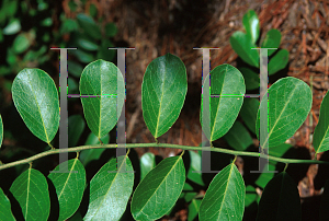 Picture of Capparis flexuosa 