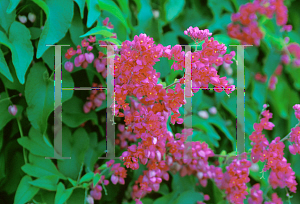 Picture of Antigonon leptopus 