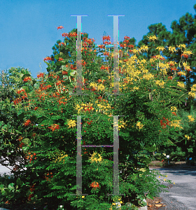 Picture of Caesalpinia pulcherrima 