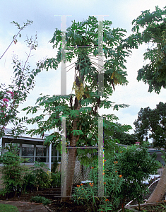 Picture of Carica papaya 