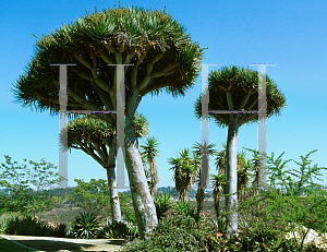 Picture of Dracaena draco 