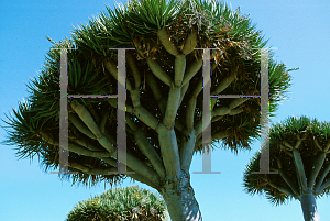 Picture of Dracaena draco 