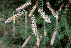 Picture of Mimosa dysocarpa 