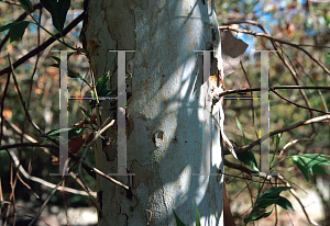 Picture of Platanus wrightii 