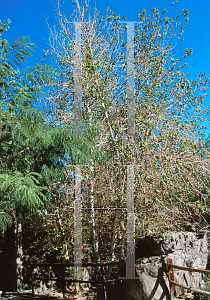 Picture of Platanus wrightii 