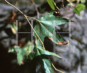 Picture of Platanus wrightii 