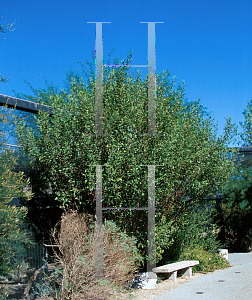 Picture of Bursera hindsiana 