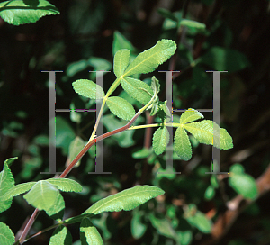 Picture of Bursera hindsiana 