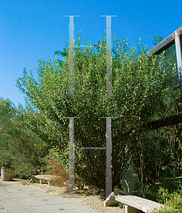 Picture of Bursera hindsiana 