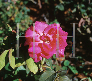 Picture of Rosa  'Cynthia'