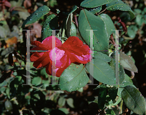 Picture of Rosa  'Patrician'