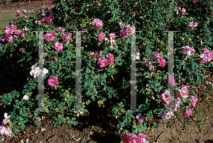 Picture of Rosa  'Bon-Bon'