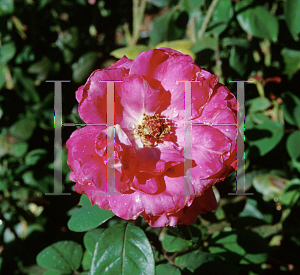 Picture of Rosa  'Jamaica'