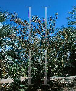 Picture of Calliandra tweedii 