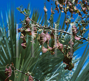 Picture of Calliandra tweedii 