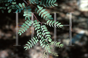 Picture of Calliandra tweedii 