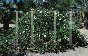 Picture of Cordia boissieri 