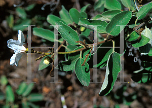 Picture of Cordia boissieri 