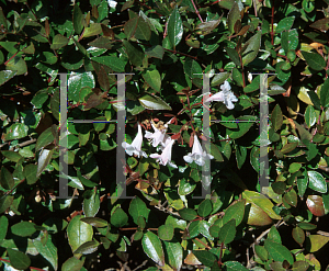 Picture of Abelia x grandiflora 