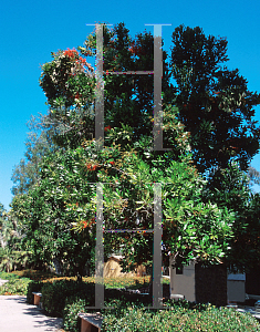 Picture of Stenocarpus sinuatus 