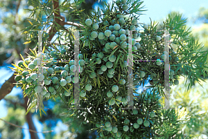 Picture of Podocarpus gracilior 