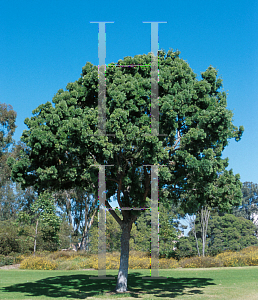 Picture of Podocarpus gracilior 