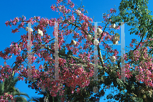 Picture of Ceiba speciosa 