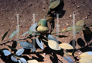 Picture of Quercus chrysolepis 