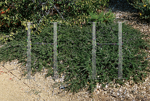 Picture of Ceanothus maritimus 'Claremont'