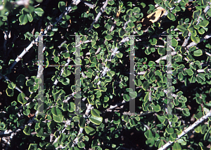 Picture of Ceanothus maritimus 'Claremont'