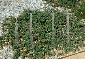 Picture of Ceanothus maritimus 'Dusty Dawn'