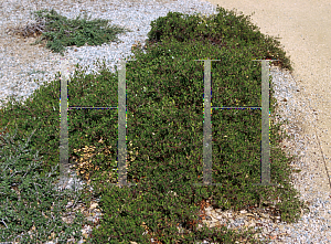 Picture of Arctostaphylos hookeri 'Buxifolia'