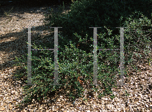 Picture of Ceanothus x 'Santa Ana'