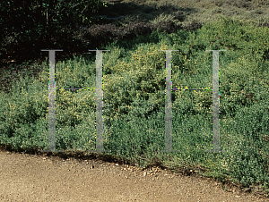 Picture of Baccharis pilularis 'Pigeon Point'