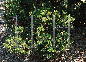 Picture of Arctostaphylos  'Greensphere'