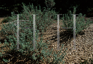 Picture of Salvia  'Allen Chickering'