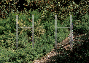 Picture of Baccharis pilularis 'Twin Peaks#2'