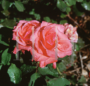 Picture of Rosa  'Montezuma'