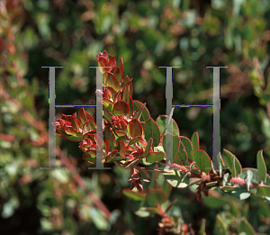 Picture of Arctostaphylos  'John Dourley'