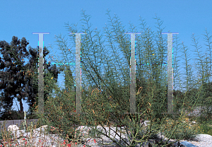 Picture of Parkinsonia aculeata x microp 'Desert Museum'