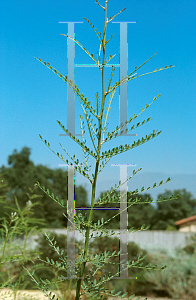 Picture of Parkinsonia aculeata x microp 'Desert Museum'