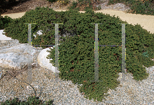 Picture of Penstemon heterophyllus 'Platina White'