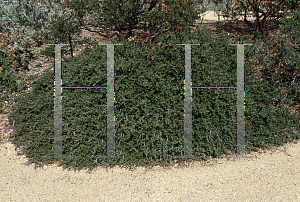 Picture of Ceanothus thyrsiflorus 'Skylark'