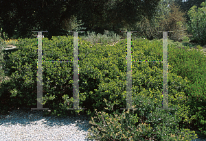 Picture of Arctostaphylos x 'Sunset'