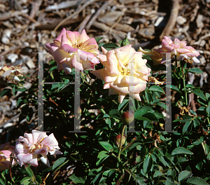 Picture of Rosa  'Palmetto Sunrise'